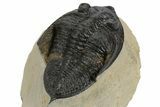 Zlichovaspis Trilobite - Atchana, Morocco #251068-4